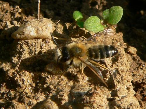 Andrena gravida
